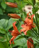 Flower 8W58D-12